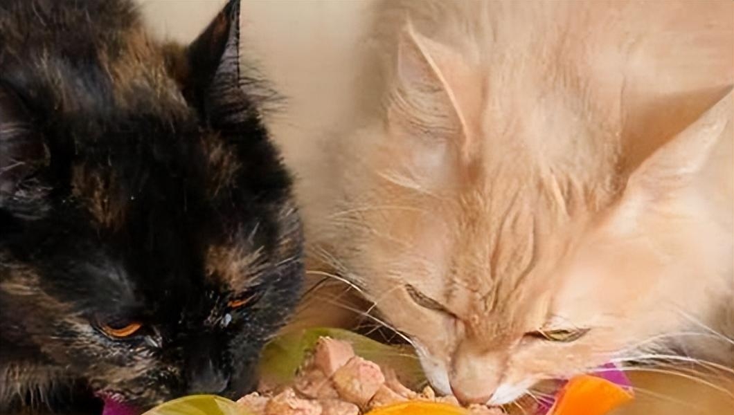 猫可以吃火腿肠吗 这八种食物不能喂食猫咪
