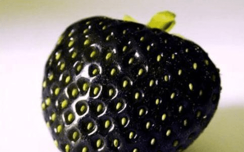 黑色的水果有什么 世间罕见的5种黑色水果