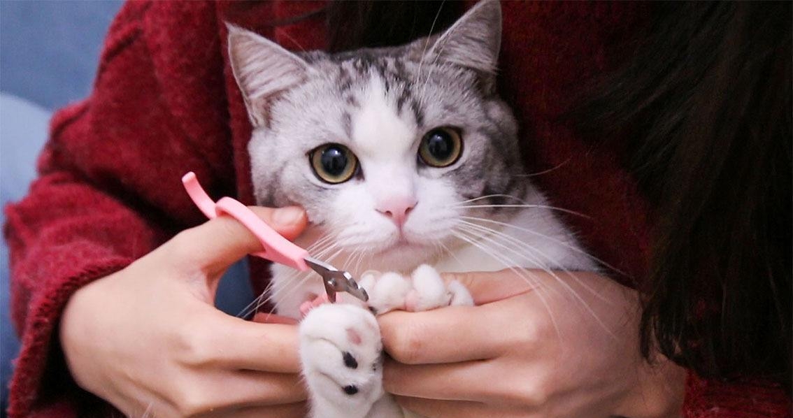 怎样给猫咪剪指甲 给猫咪剪指甲的五大方法